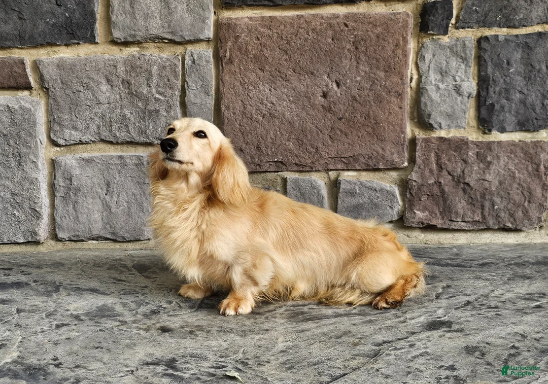 Miniature Dachshund dogs for sale: Bruno  - Ad 5