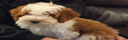 Mini Bernedoodle dogs for sale: EMMA - FEMALE Mini Bernedoodle 2 - Ad 5