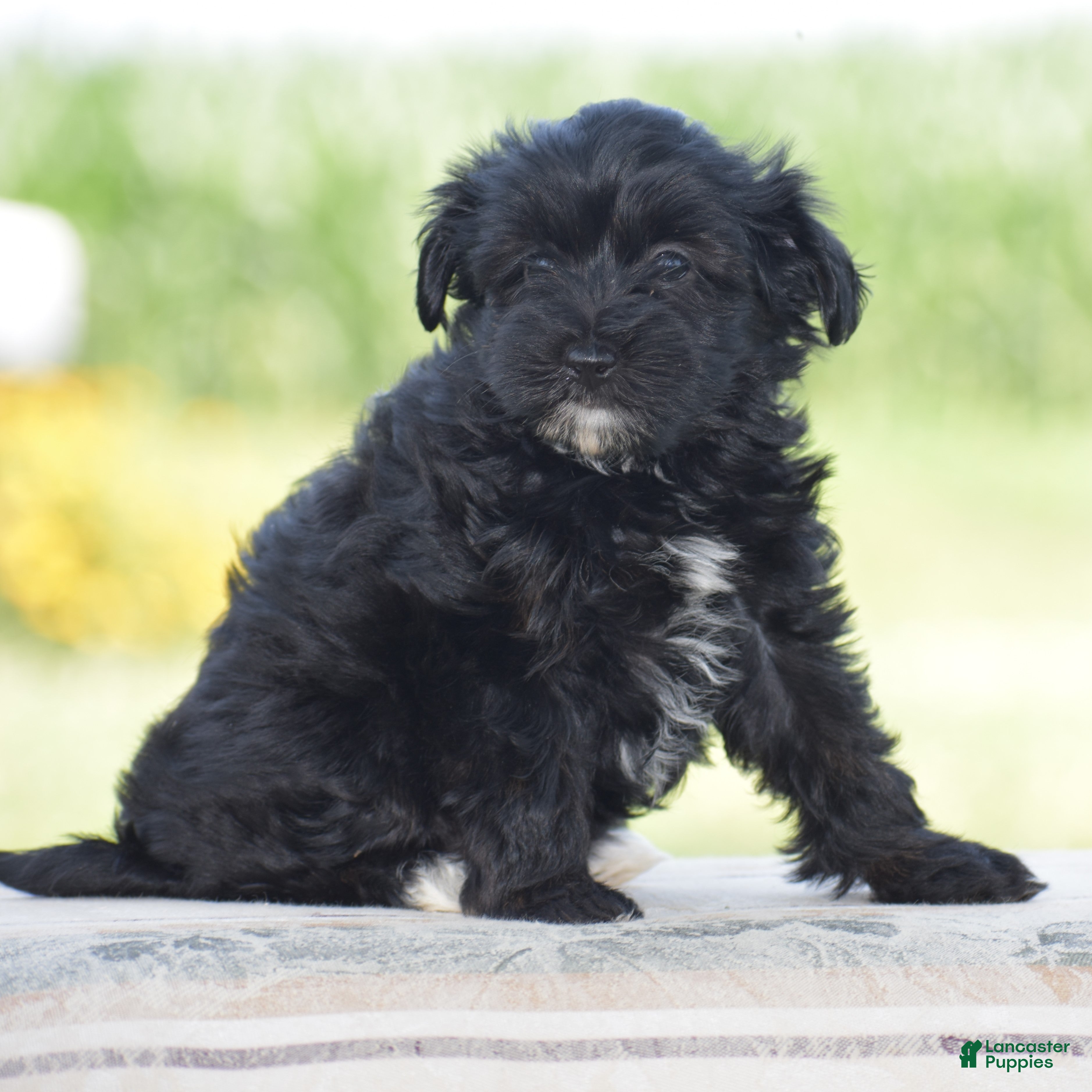 Yorkiepoo dogs Courtney - Ad 1