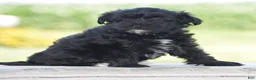 Yorkiepoo dogs for sale: Courtney - Ad 1