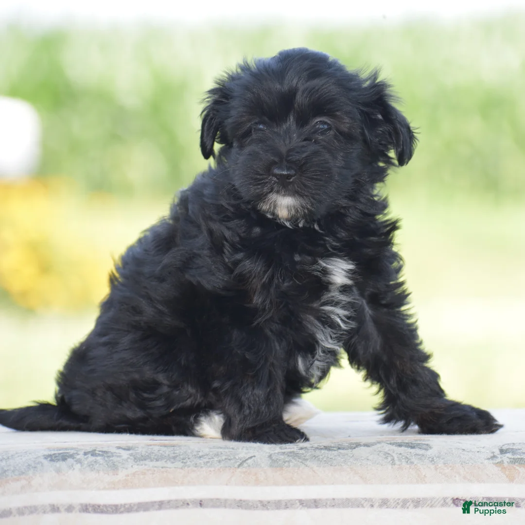 Yorkiepoo dogs for sale: Courtney - Ad 1