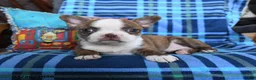Boston Terrier dogs for sale: Question - Ad 4
