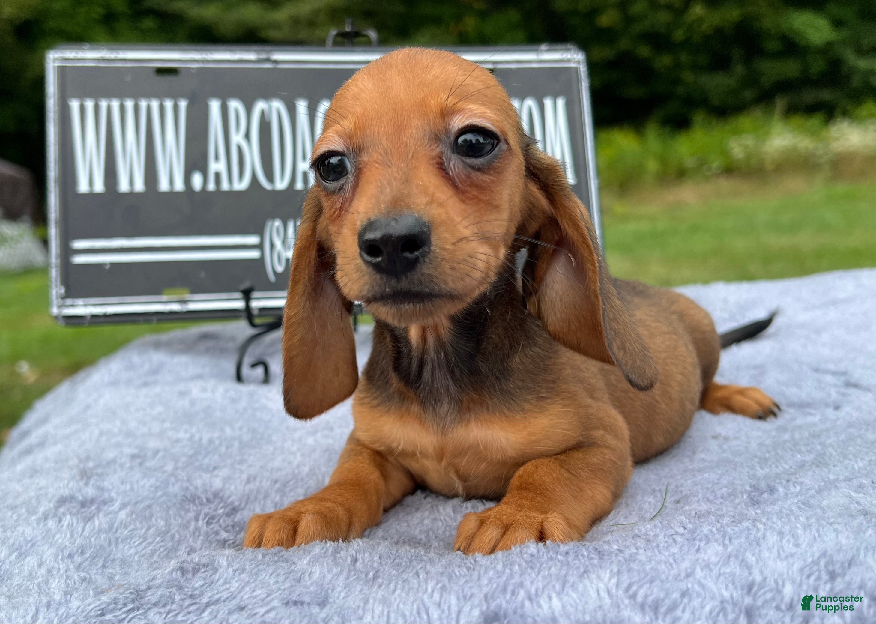 Sausage Dog Miniature Dachshund Stud Near Me Russian Miniature