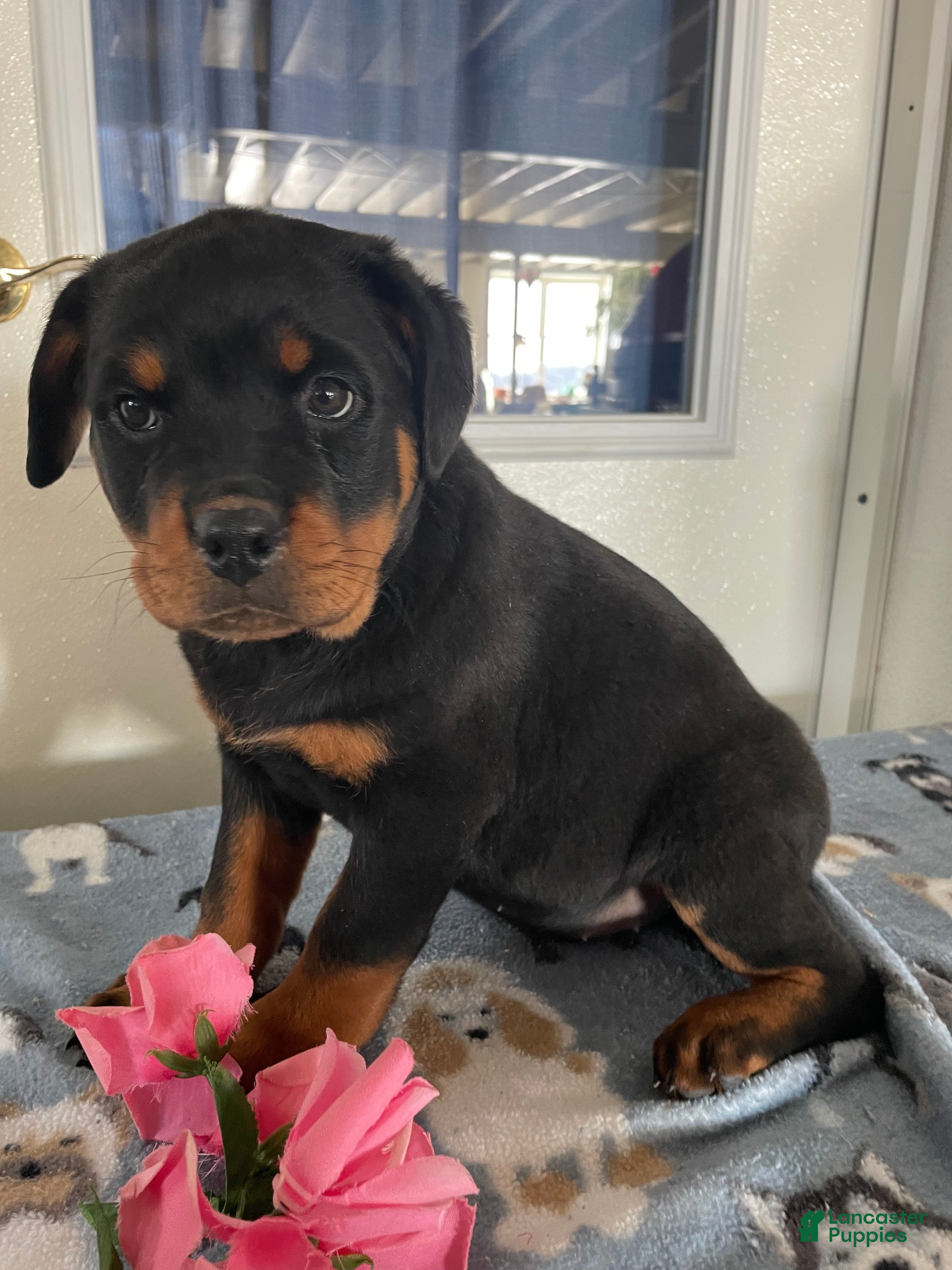 Rottweiler dogs Layla - Ad 41