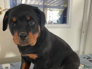 Rottweiler dogs Layla - Ad 41
