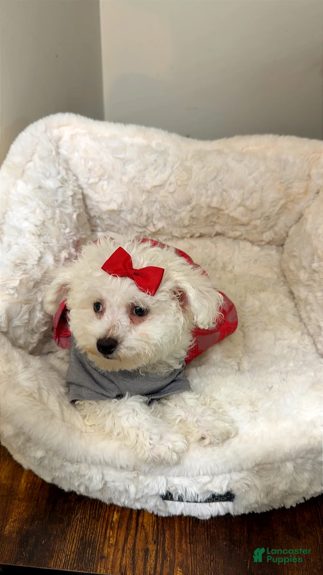 Maltipoo dogs for sale: Snow Bella  - Ad 1