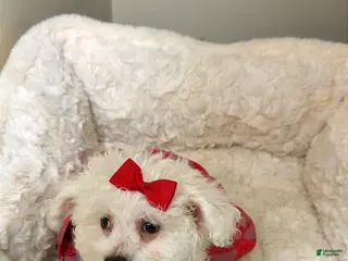 Maltipoo dogs Snow Bella - Ad 1