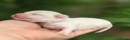 Mixed Breed dogs for sale: Linen - Ad 8