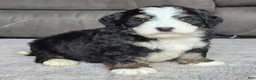 Mini Bernedoodle dogs for sale: Mini Poppy - Ad 5