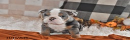 Olde English Bulldogge dogs for sale: Jackson - Ad 5