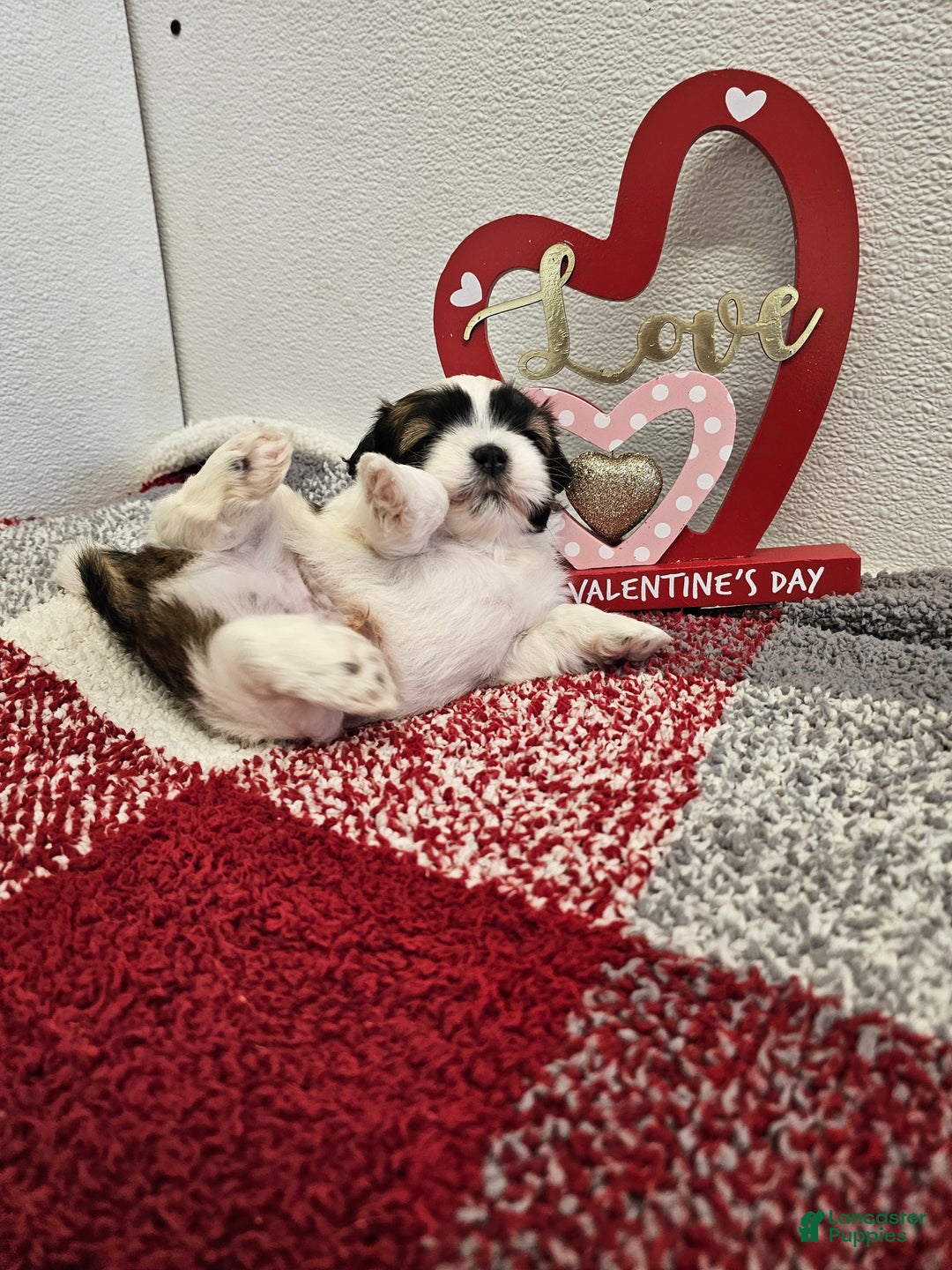 Shih Tzu dogs for sale: Archie Ckc - Ad 9