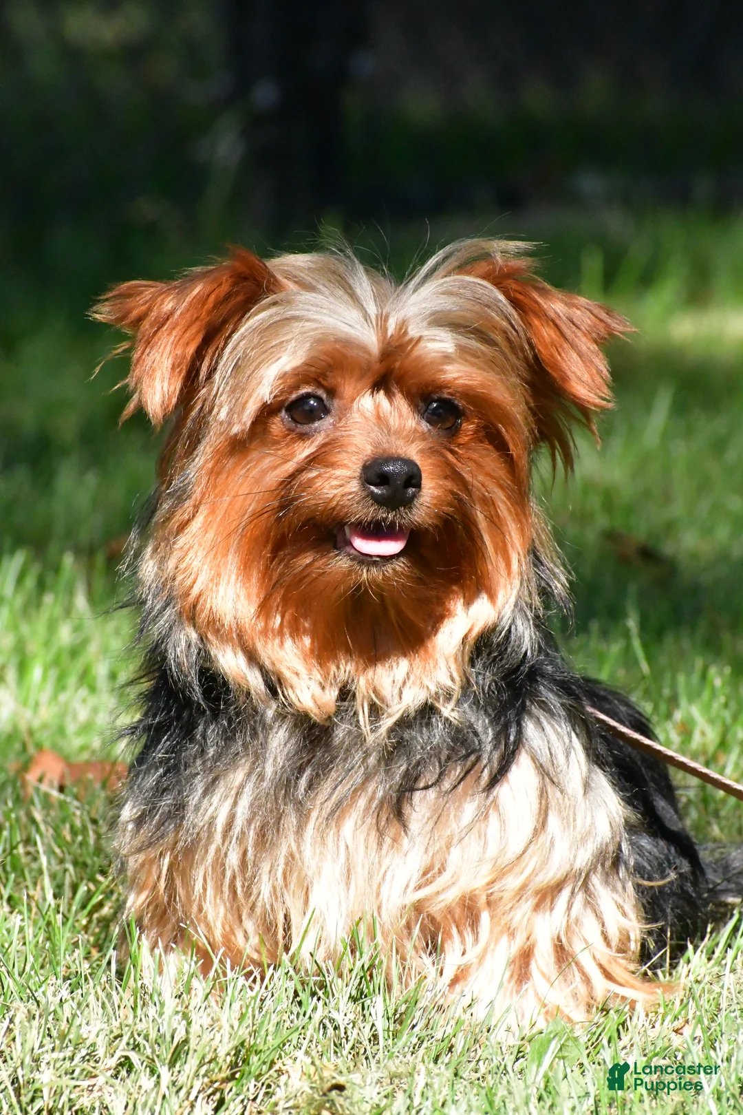 Yorkshire Terrier dogs for sale: Noah - Ad 11