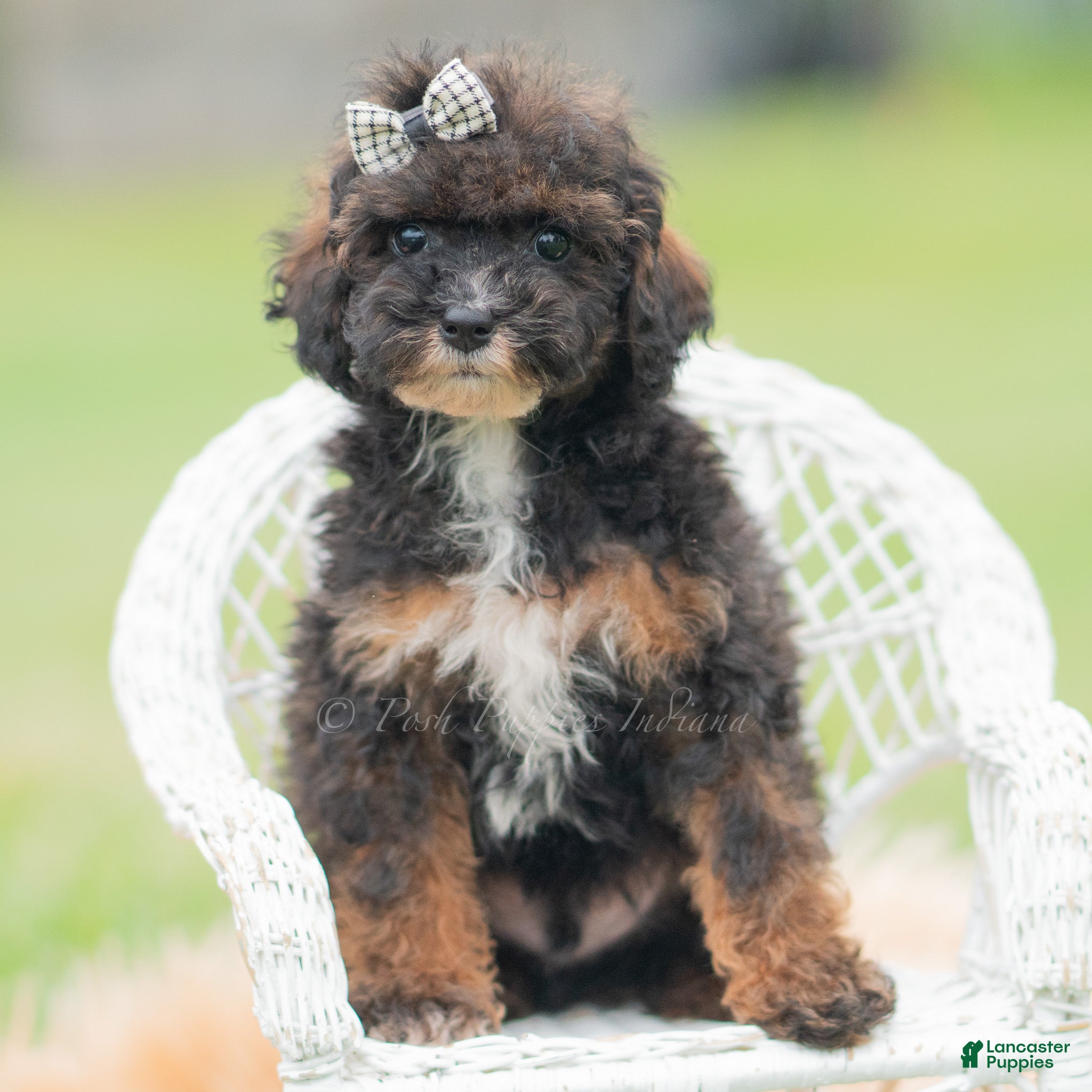 Chuckie (Toy Poodle, Male) in Warsaw, IN