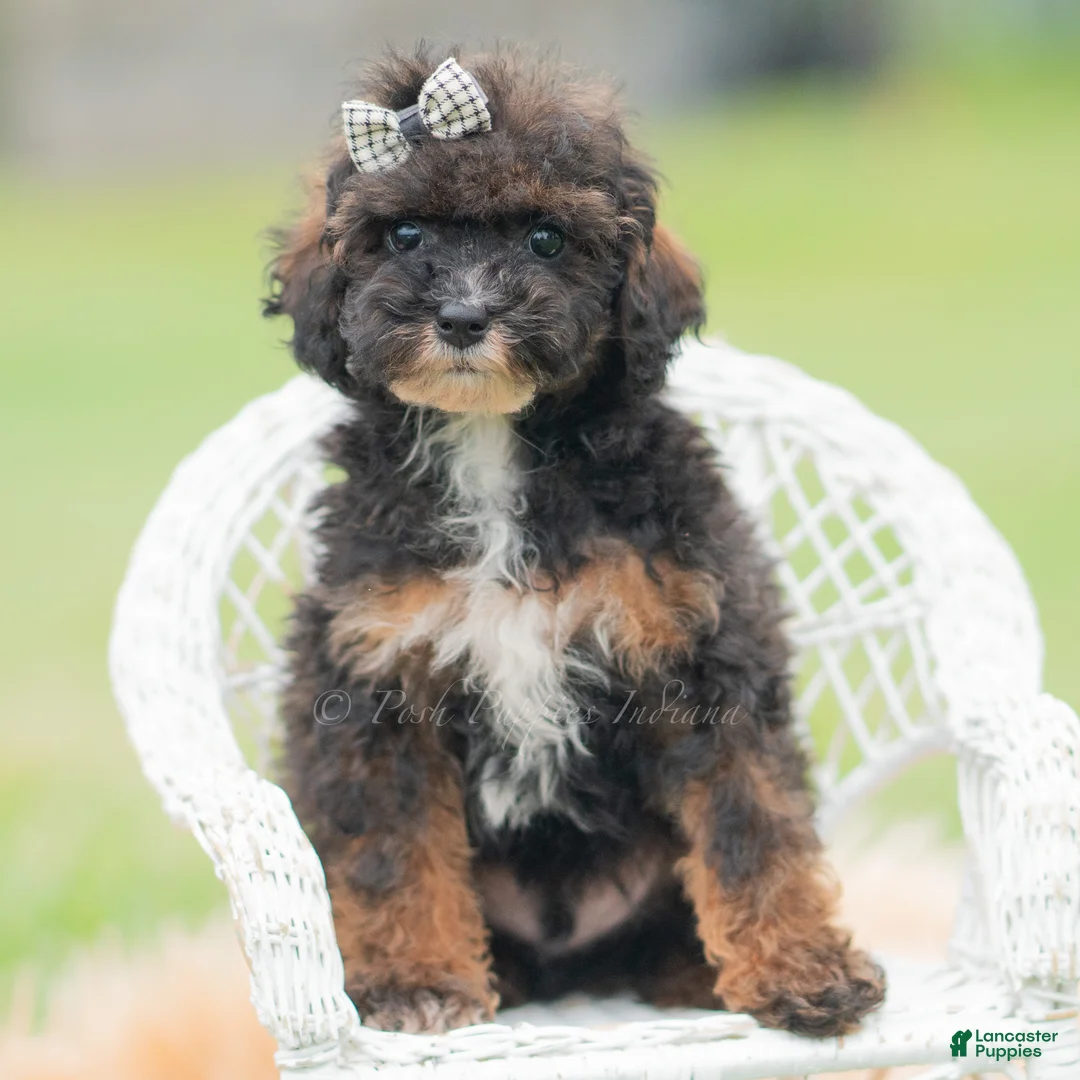 Toy Poodle dogs for sale: Chuckie - Ad 1