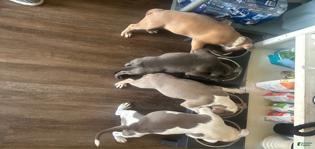 Gallery Image {{count}}