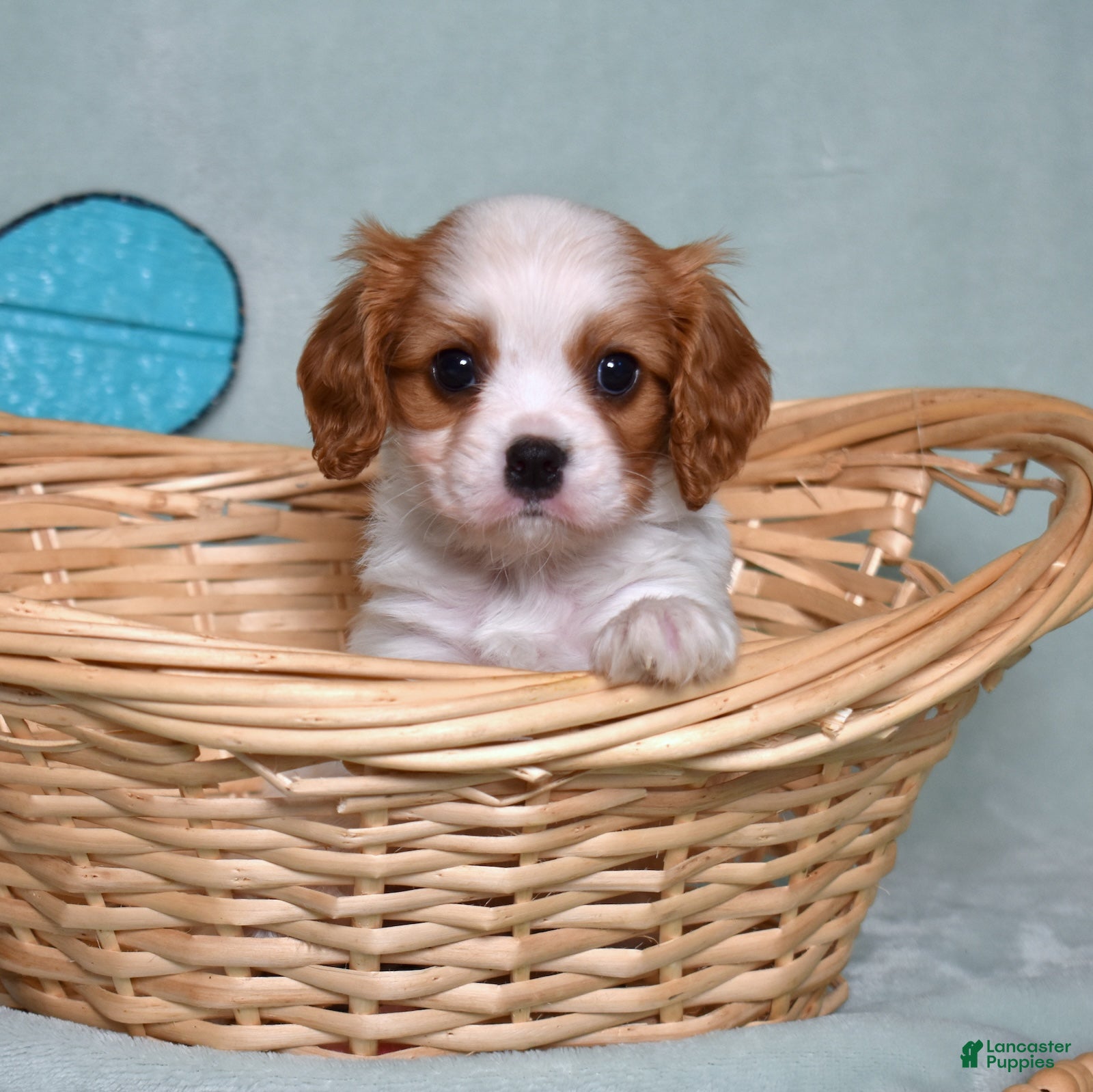 Cavalier King Charles Spaniel dogs Oliver - Ad 1