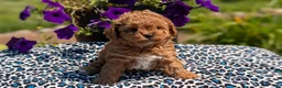 Toy Poodle dogs for sale: Maddox - Ad 3