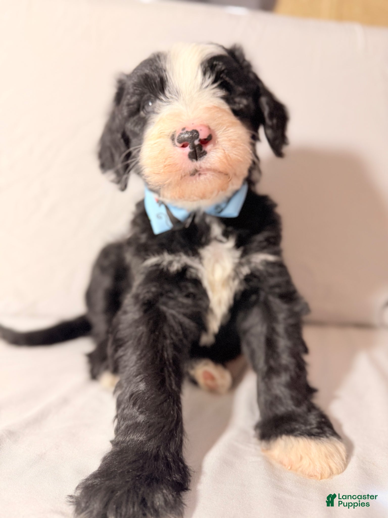 Sheepadoodle dogs Sheepadoodle Puppy 1 - Ad 1