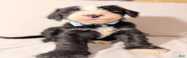Sheepadoodle Puppy 1