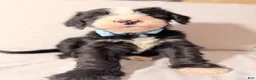 Sheepadoodle dogs for sale: Sheepadoodle Puppy 1 - Ad 1