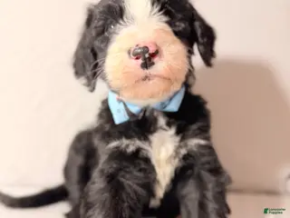 Sheepadoodle dogs for sale: Sheepadoodle Puppy 1 - Ad 3
