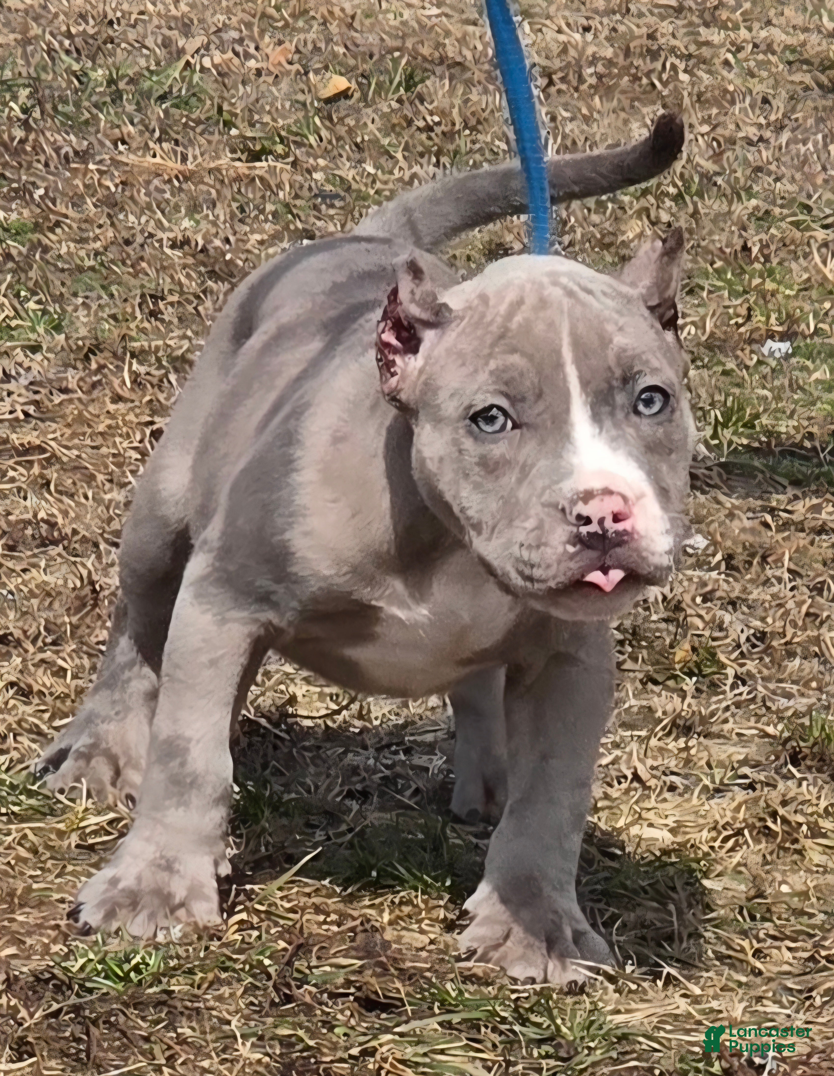 American Bully dogs Shadow - Ad 2