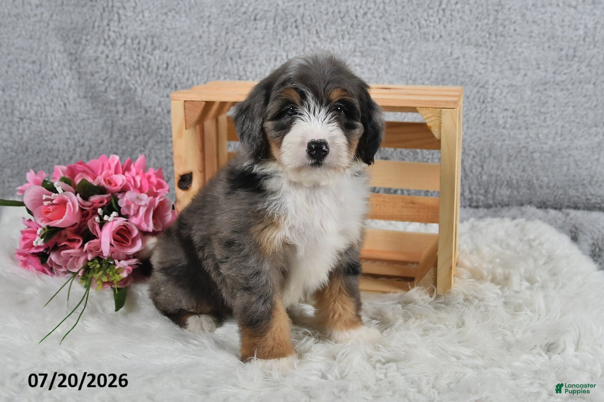 Mini Bernedoodle dogs Cody - Ad 1