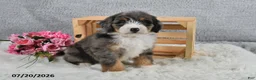 Mini Bernedoodle dogs for sale: Cody - Ad 1