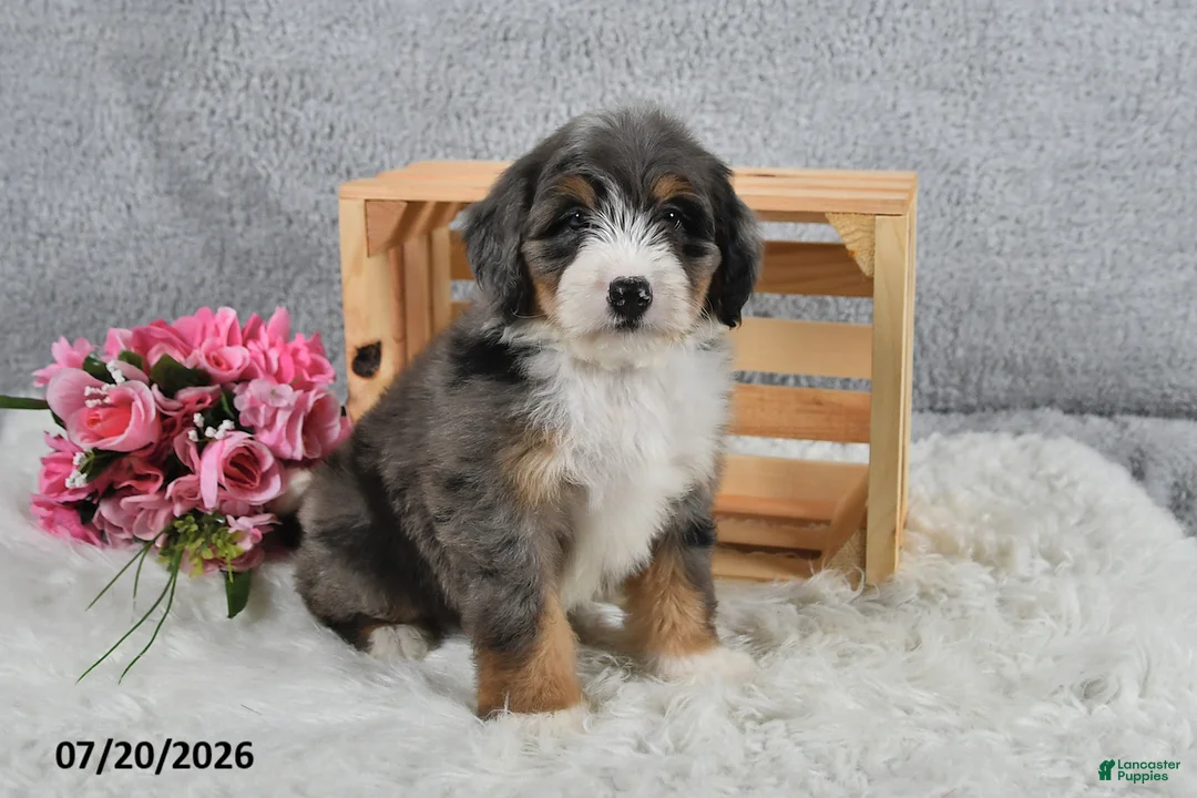 Mini Bernedoodle dogs for sale: Cody - Ad 1