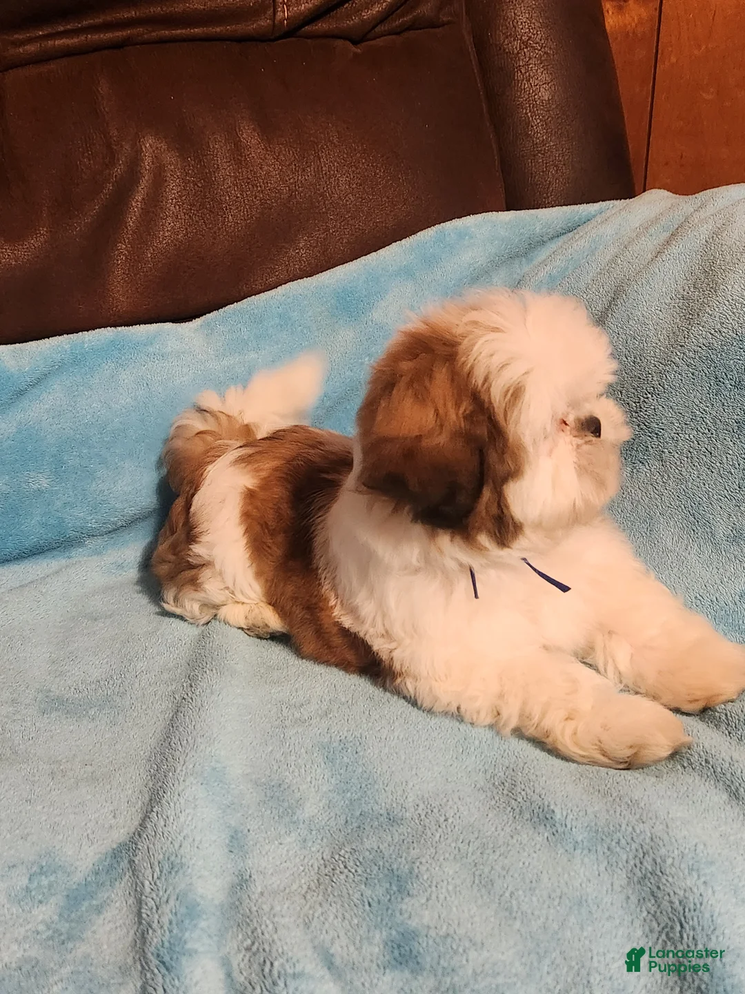 Shih Tzu dogs for sale: Shih Tzu Puppy 4 - Ad 3