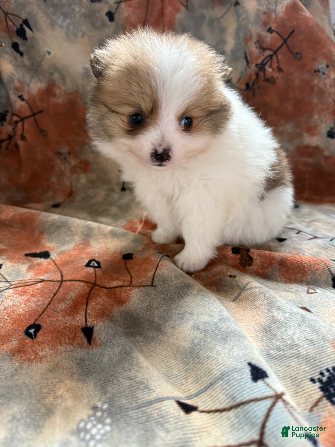 Pomeranian dogs for sale: Caleb - Ad 13