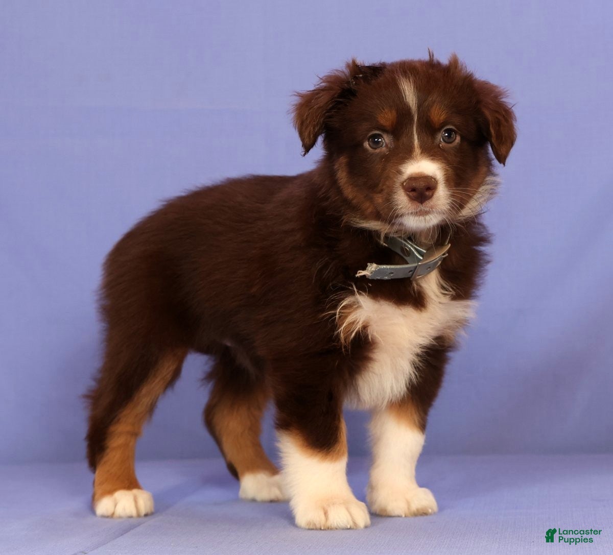 Miniature Australian Shepherd dogs Martha - Ad 2
