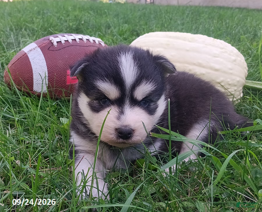 Pomsky dogs for sale: Bandit - Ad 1