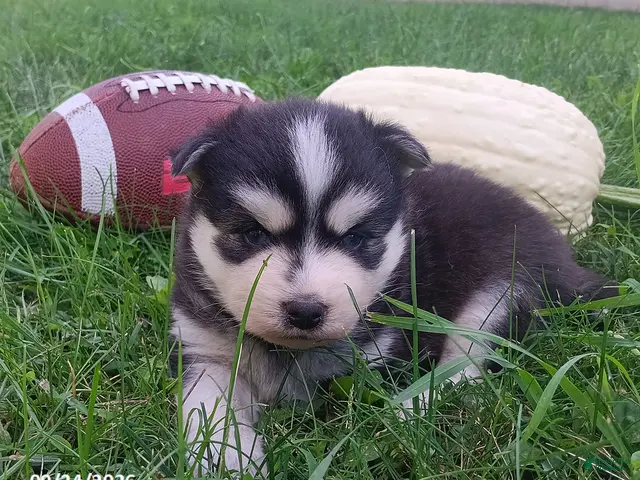Pomsky dogs for sale: Bandit - Ad 2