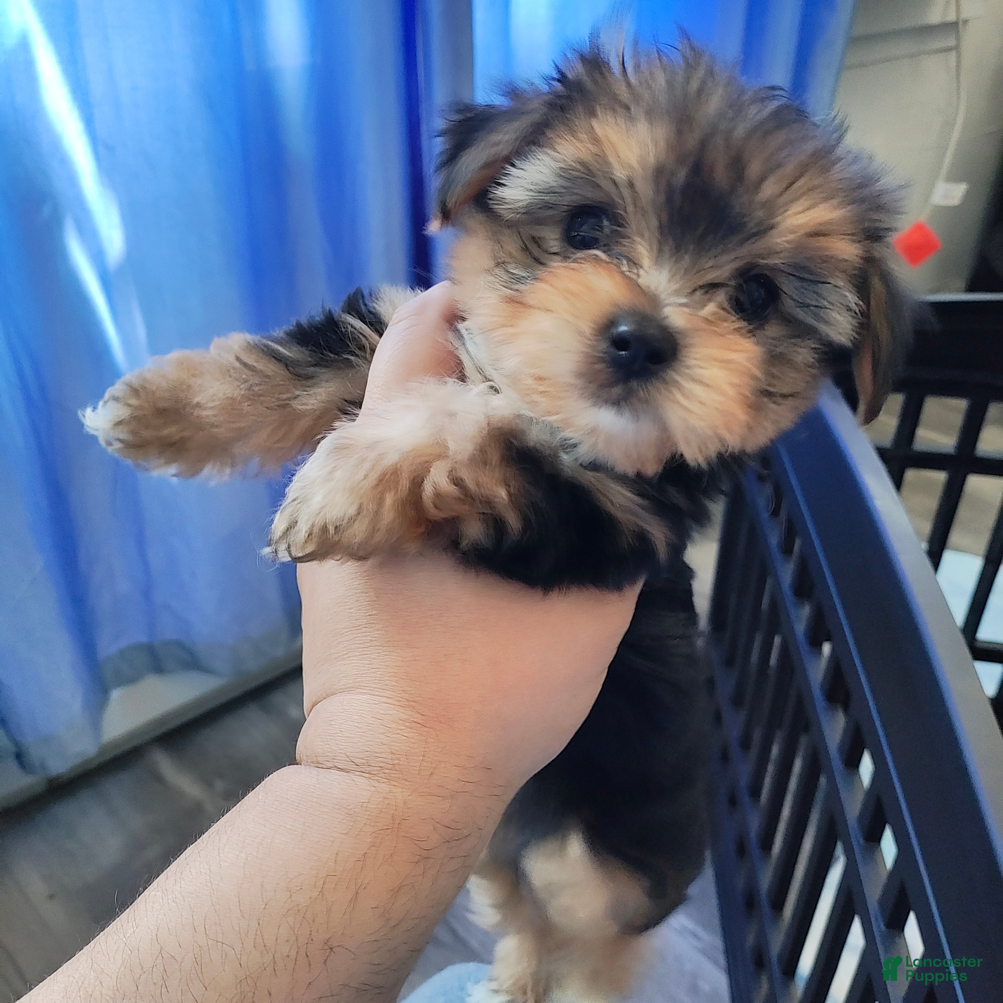 Shorkie dogs Shorkie Puppy 1 - Ad 38
