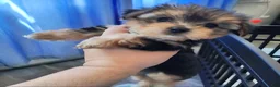 Shorkie dogs for sale: Shorkie Puppy 1 - Ad 1