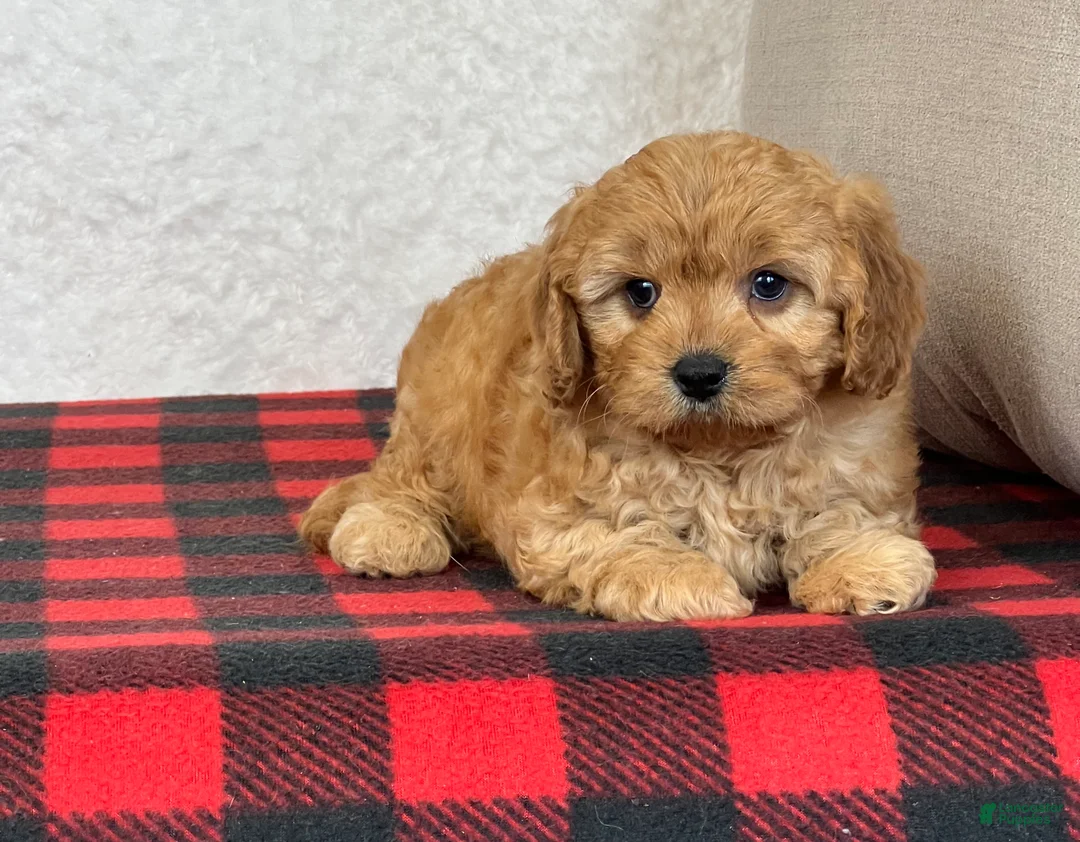 Cavapoo dogs for sale: Callie - Ad 8