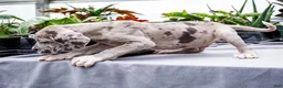 Great Dane dogs for sale: Mozark - Ad 16