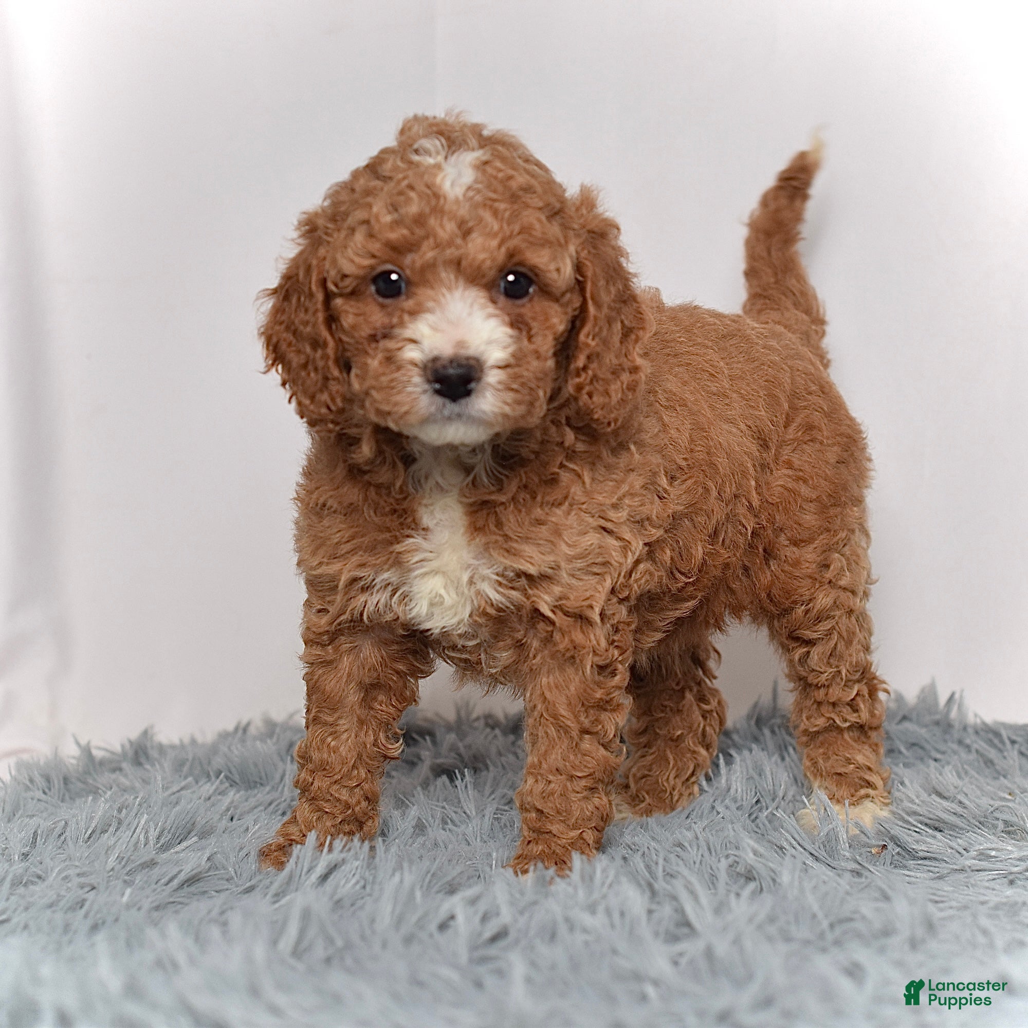 Mini Goldendoodle dogs Ms. Myra - Ad 2