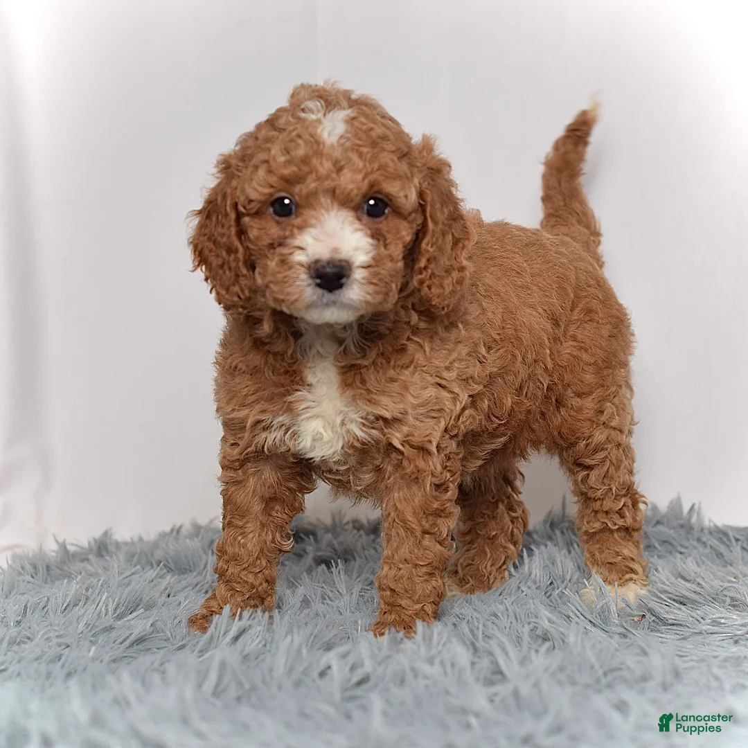 Mini Goldendoodle dogs for sale: Ms. Myra - Ad 1