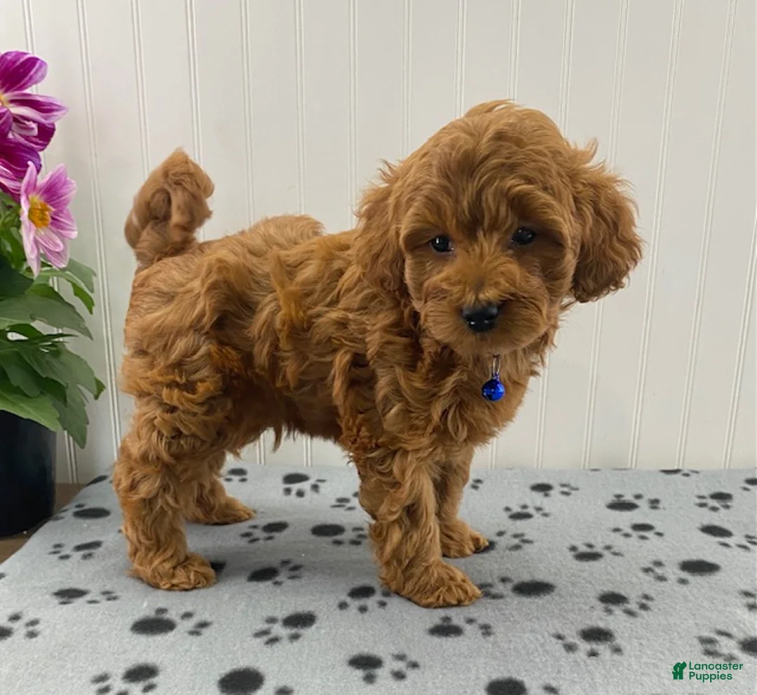 Cavapoo dogs for sale: Noah  - Ad 1