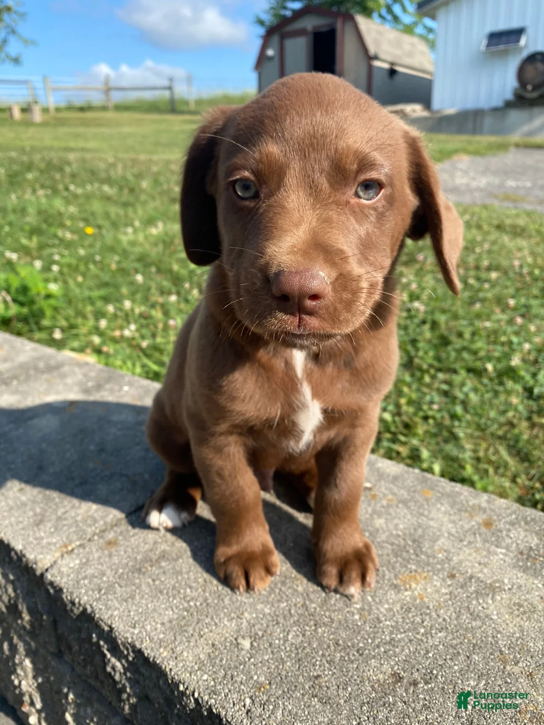 Mixed Breed dogs for sale: Murphy - Ad 1
