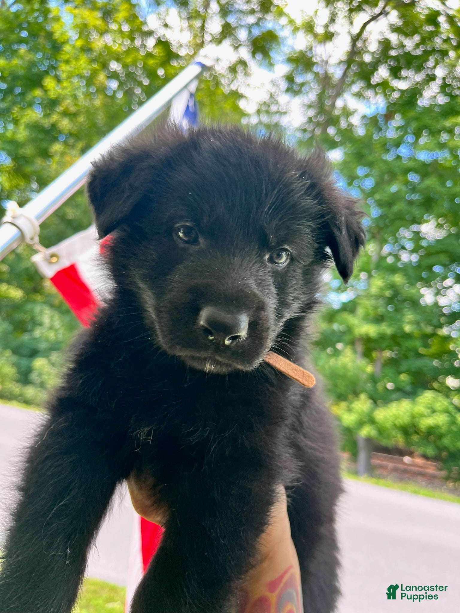 German Shepherd dogs Brisket - Ad 1