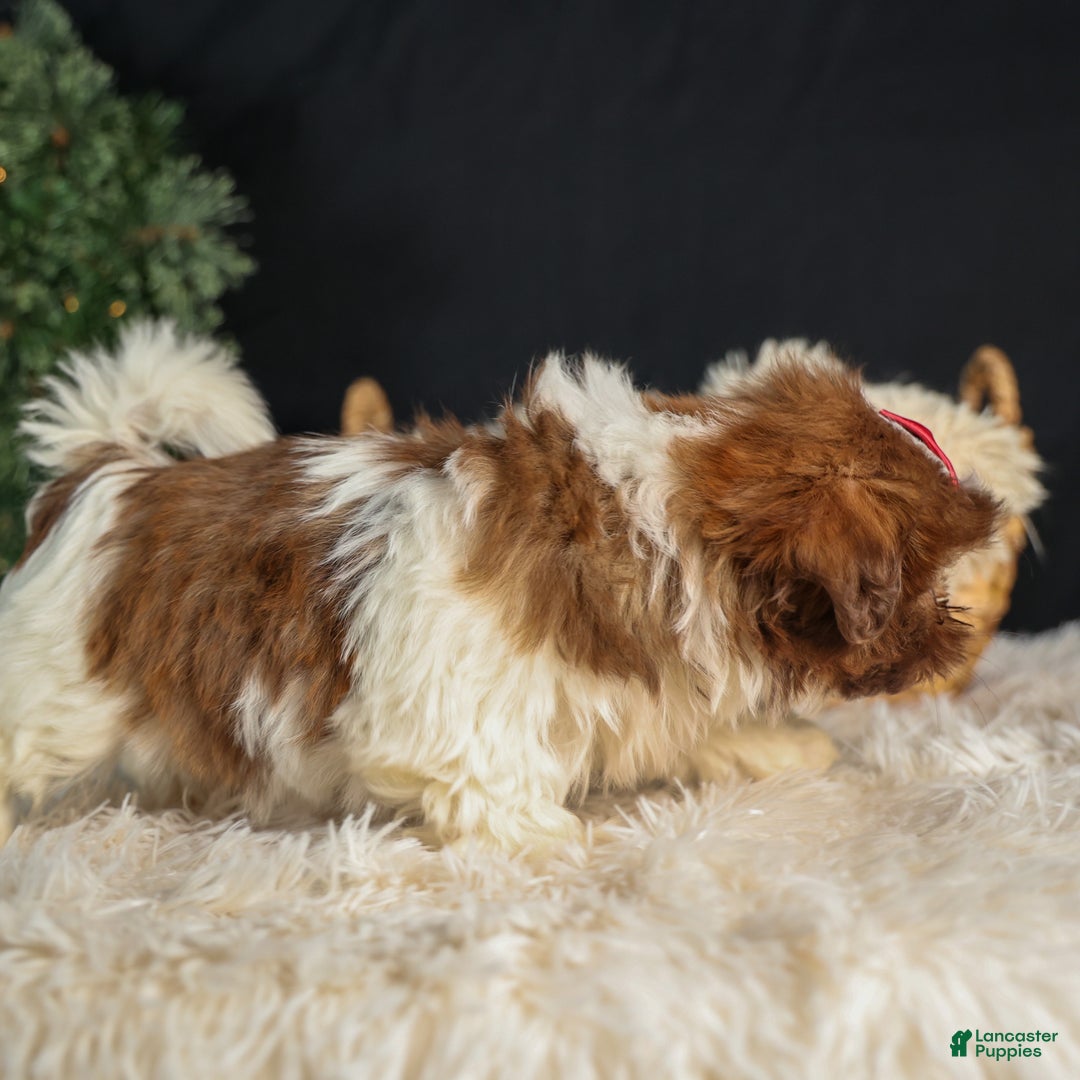 Shih Tzu dogs for sale: ROMEO - Ad 10