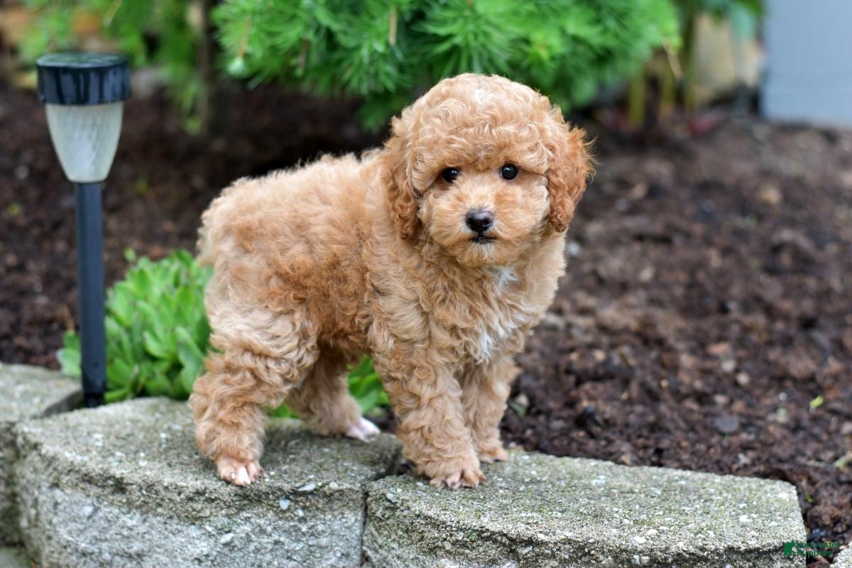 Miniature Poodle dogs Biscuit - Ad 1
