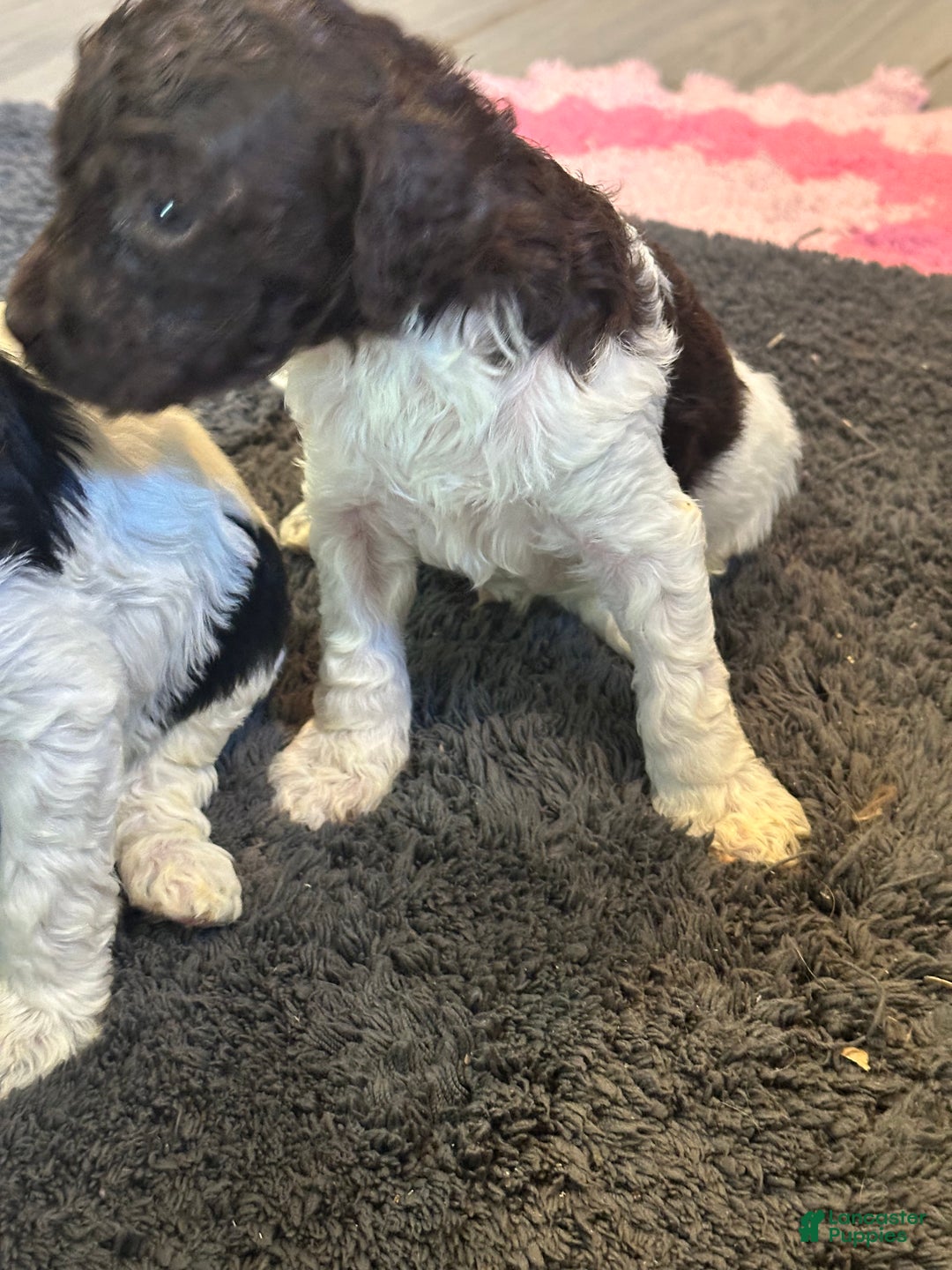 Mini Goldendoodle dogs for sale: Mini Goldendoodle Puppy 4 - Ad 3