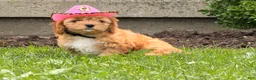 Cockapoo dogs for sale: Sunshine  - Ad 6