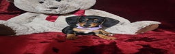 Miniature Dachshund dogs for sale: BAYLEE - Ad 9