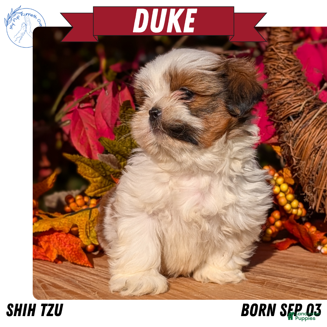 Adult Shih Tzu Puppies for sale Lancaster Puppies