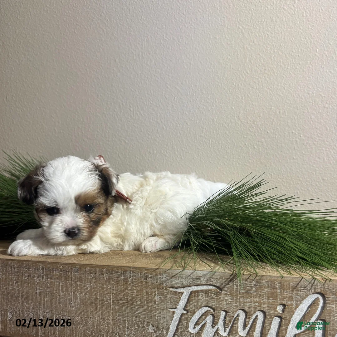 Shihpoo dogs for sale: Ace - Ad 4